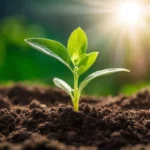 a journey of a growing leaf developing into a plant